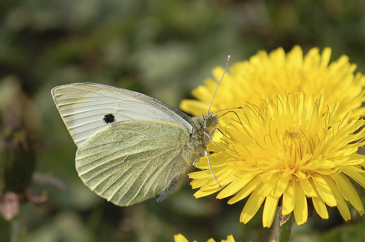 Pieris brassicae ?